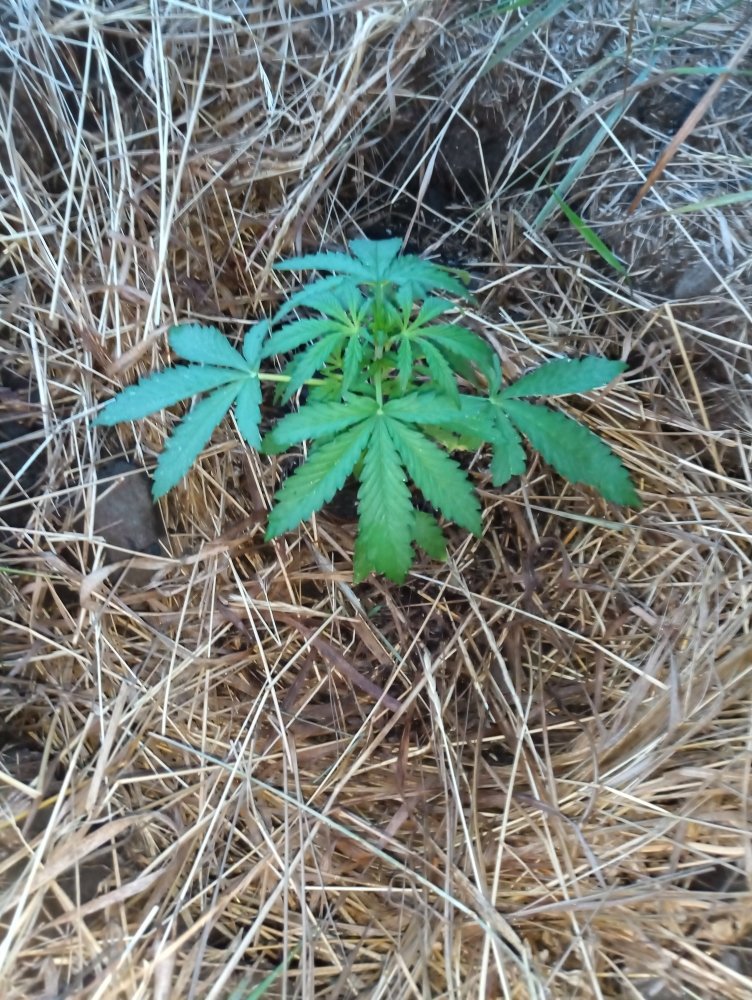 Blue cheese.jpg