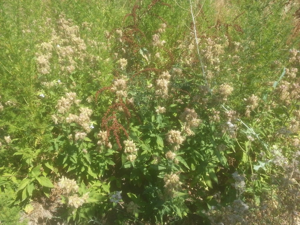 20190701_154152.jpg