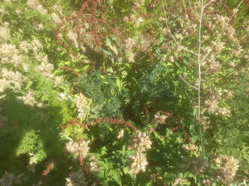 20190701_154205.jpg