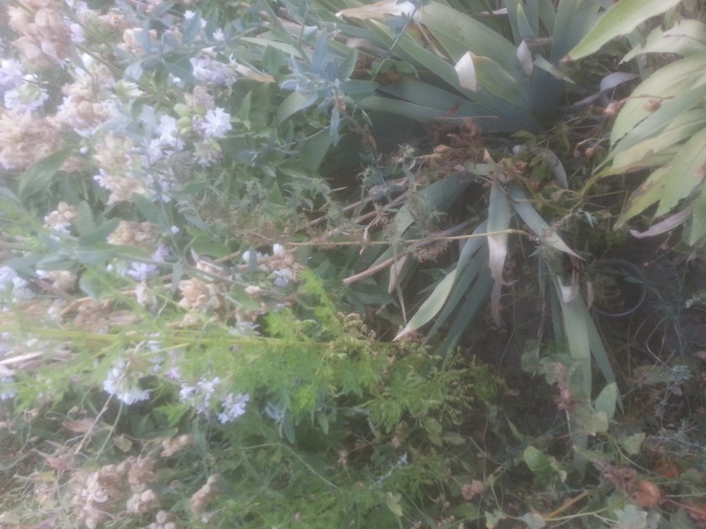 20190709_194630.jpg