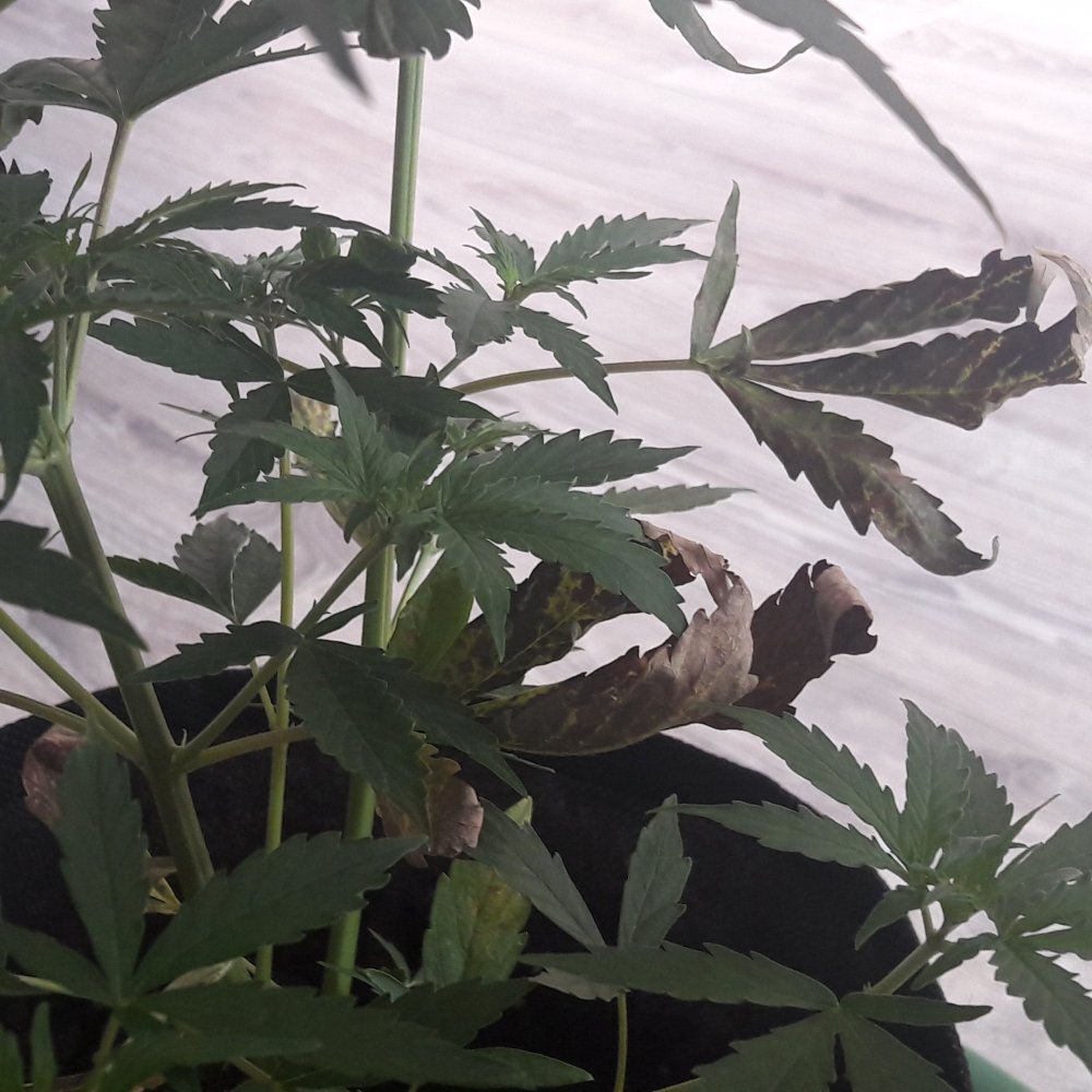 20190714_145926.jpg