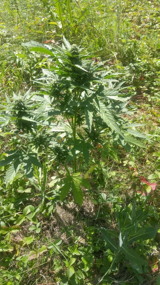 20190715_105806_HDR.thumb.jpg.597690ab9e68b42dcf15f16cb6de1cee.jpg