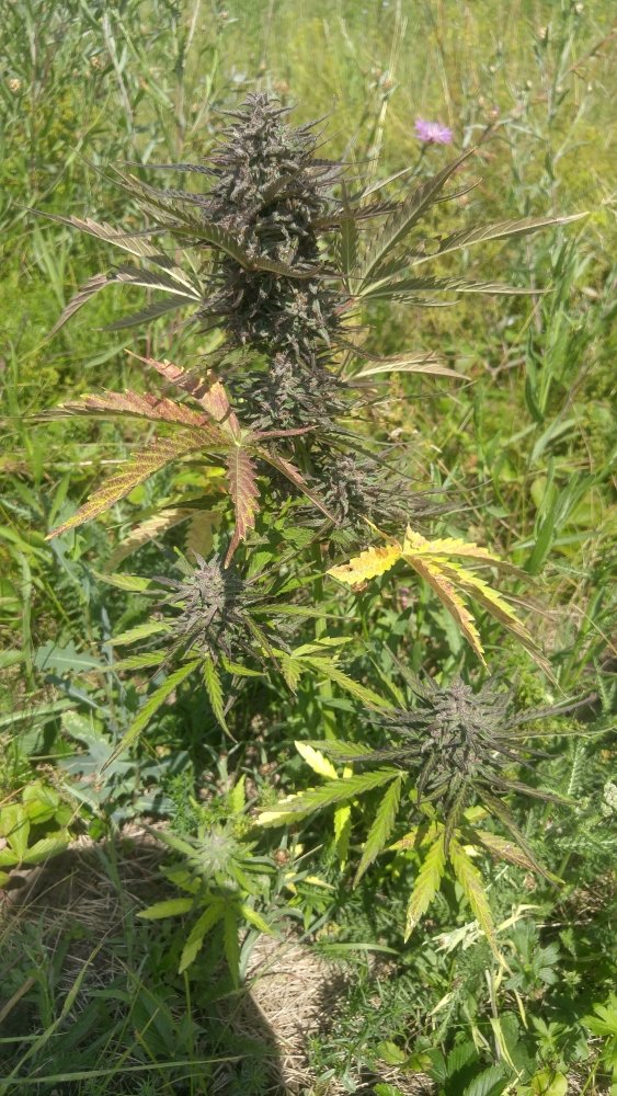 20190715_114143_HDR.thumb.jpg.187b4afabea63cc021a1dfa2728f5c8b.jpg