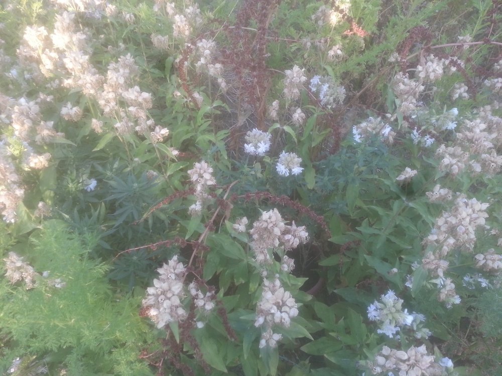 20190715_194101.jpg