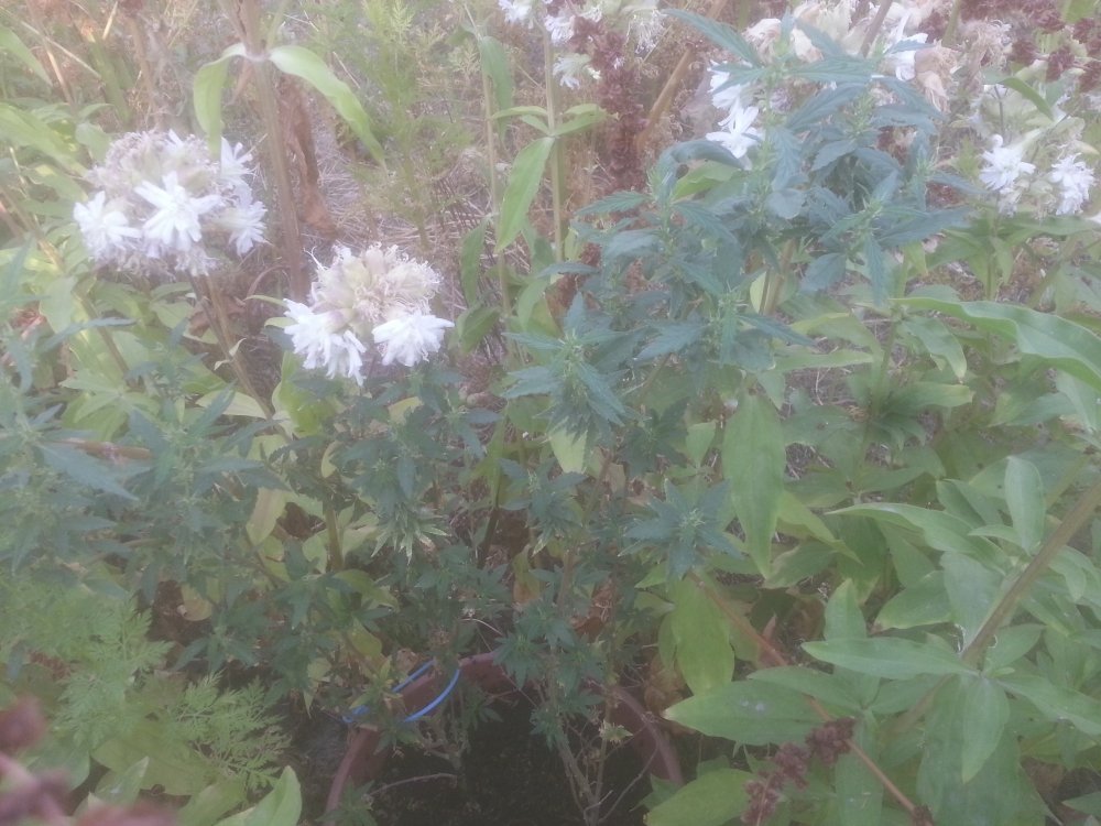 20190715_194125.jpg