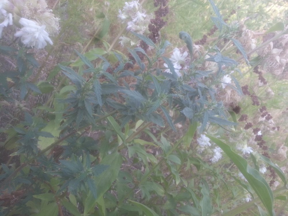20190715_194133.jpg