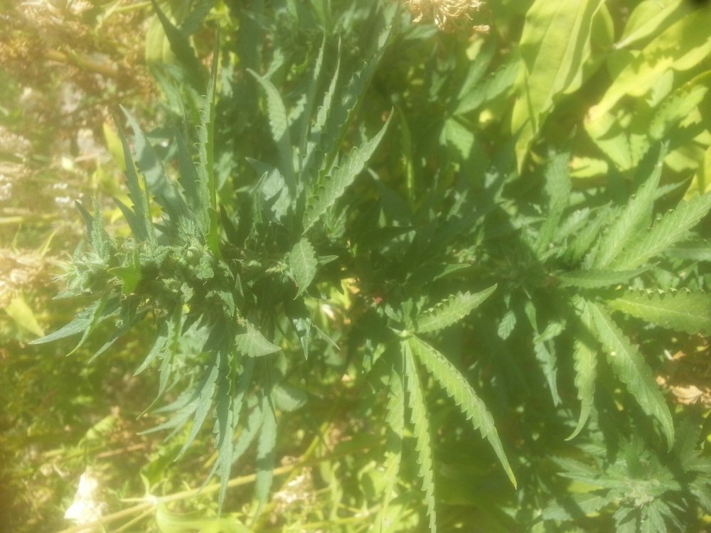 20190721_115053.jpg