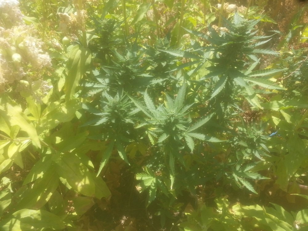 20190721_115139.jpg