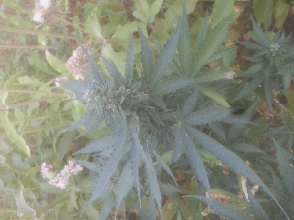 20190722_185725.jpg