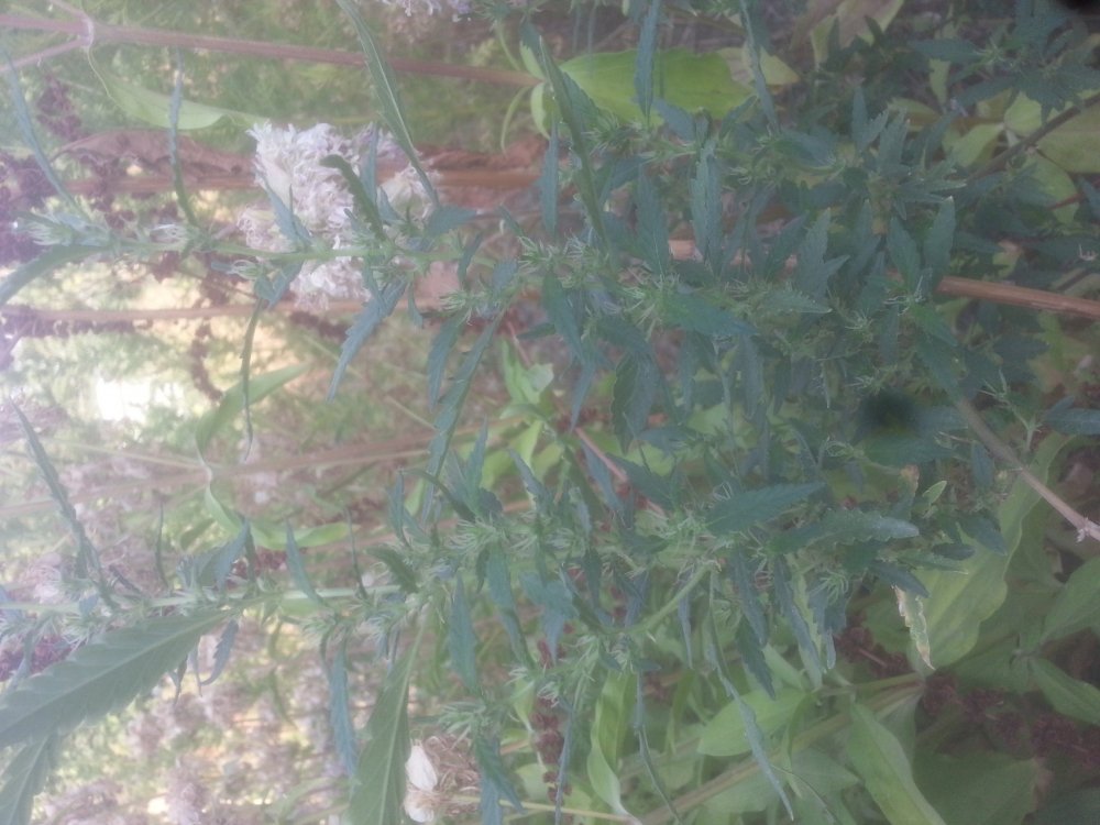 20190722_185812.jpg