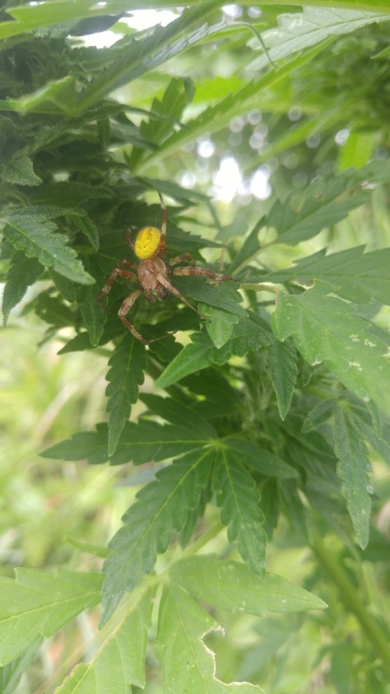20190729_110644.thumb.jpg.a7bb6d387acf04f1e0b0e537b86a26cc.jpg