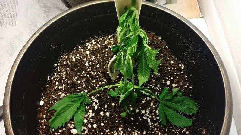Конопля завяла что делать все для выращивания марихуаны москва
