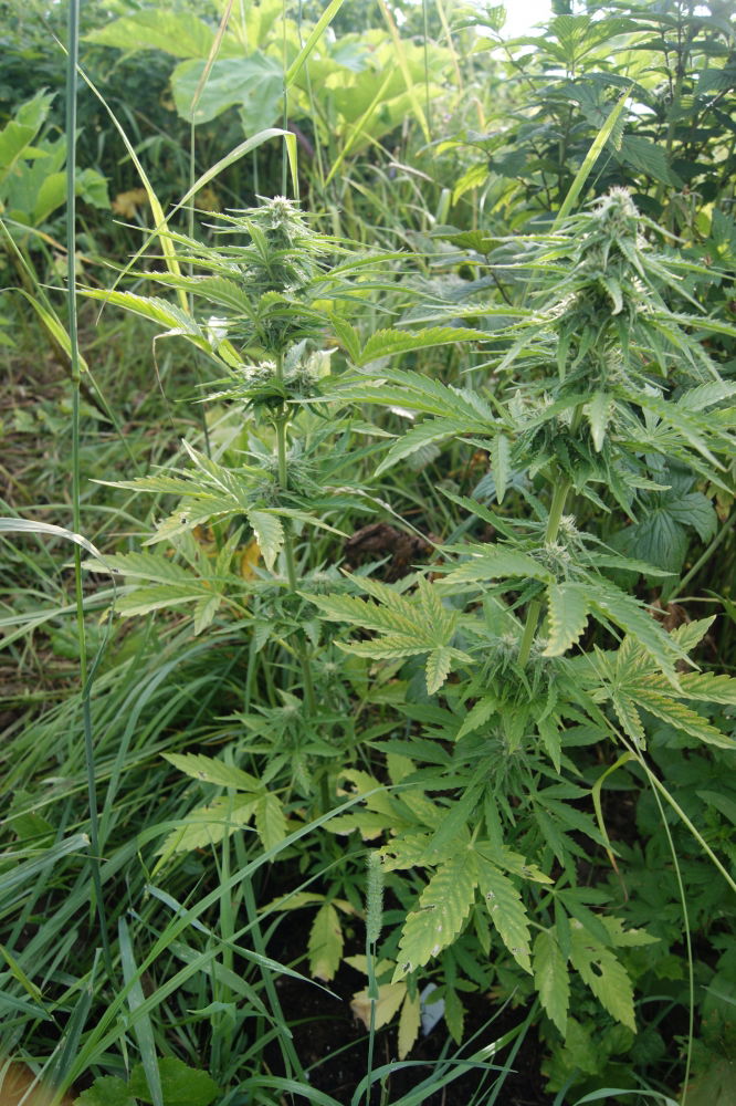 critical 420.JPG