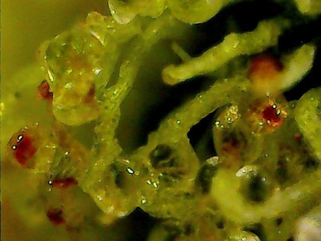 66569613_Tue-Mar-19-17-02-51-.thumb.jpg.cafc038610fe0cce38240f19999f740f.jpg