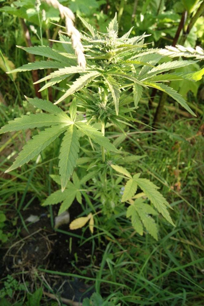 amnesia haze.JPG