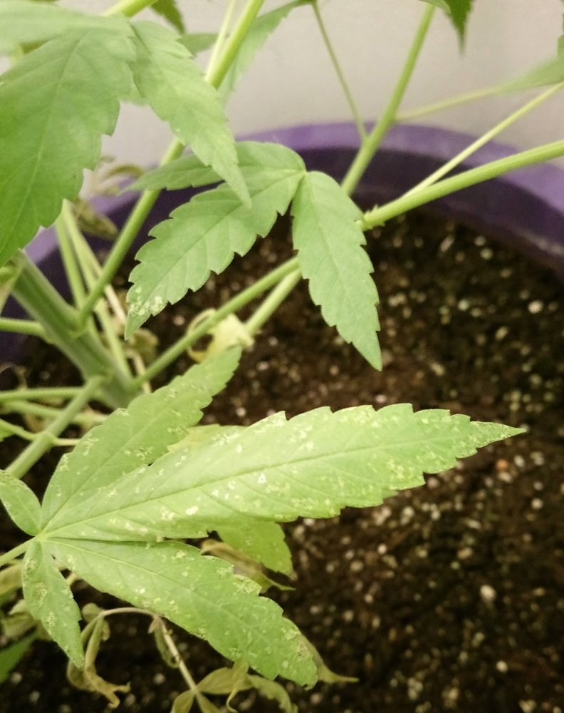 IMAG0898.jpg