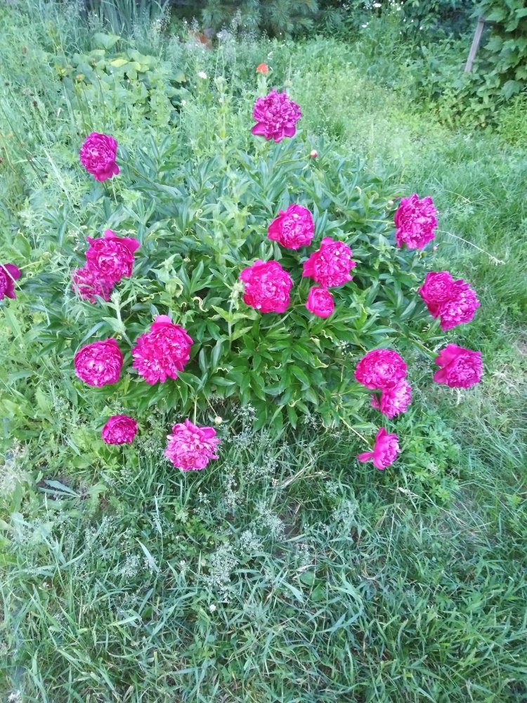 IMG_20190702_205836.jpg