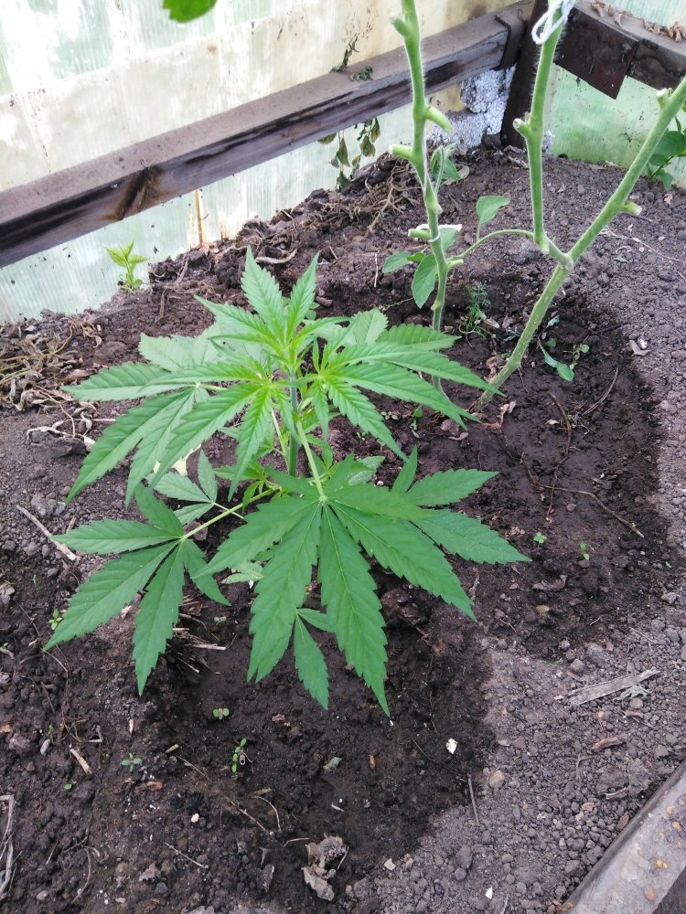 IMG_20190704_065414.jpg