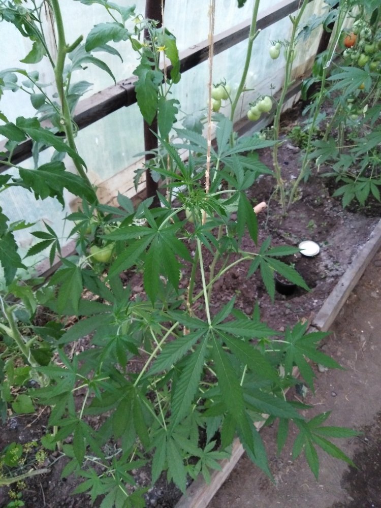 IMG_20190717_204607.jpg