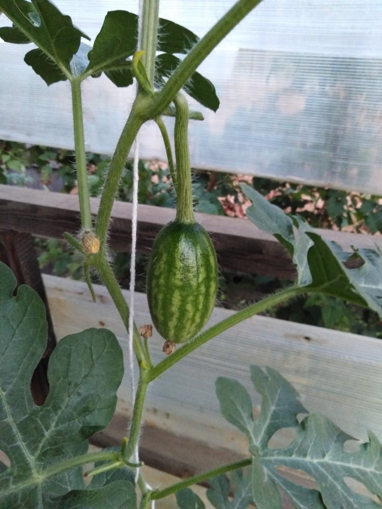 IMG_20190717_211145.jpg