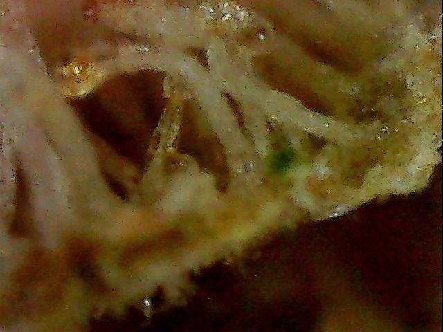 Sun-Mar-17-15-54-07.thumb.jpg.742e9be7243367049b1449d065b39c83.jpg