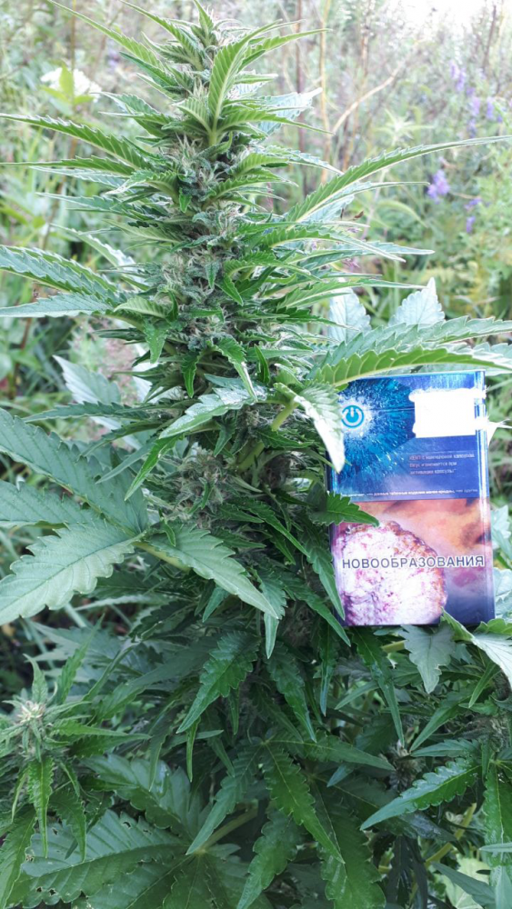 image.thumb.png.3c47b3af1434d64de089b85d859e4908.png