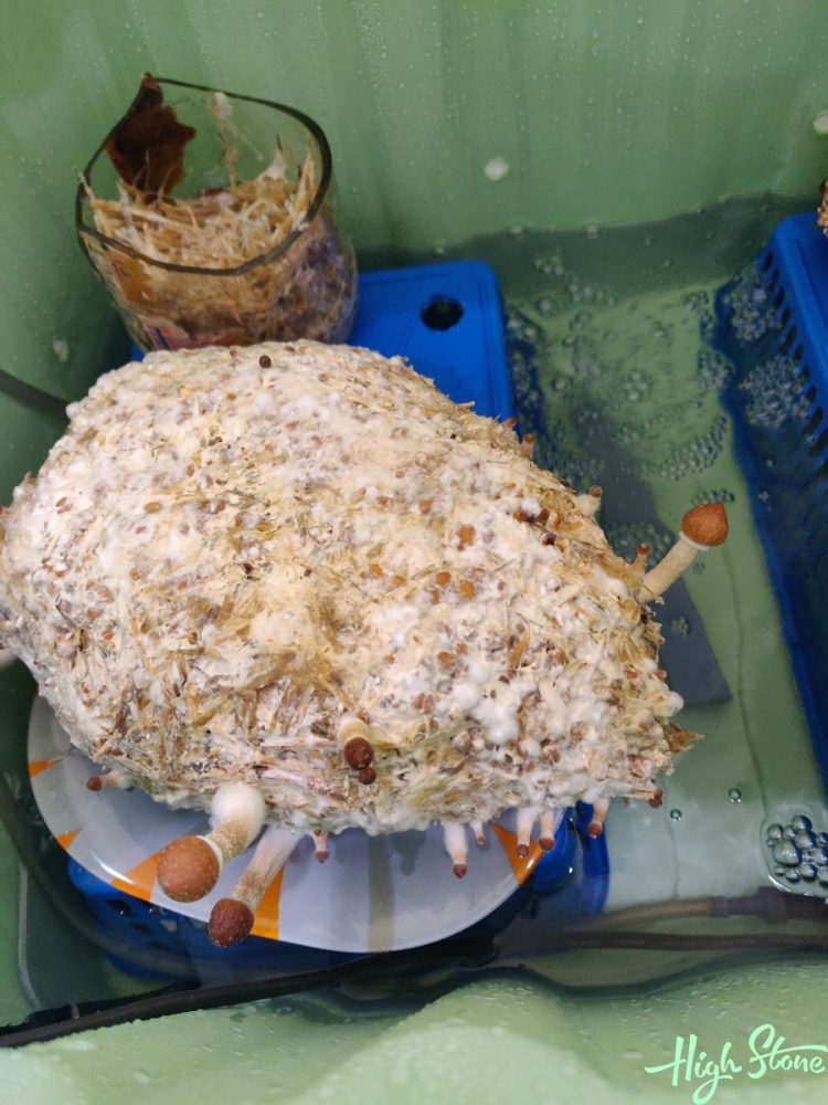 image.thumb.png.7f8e6ce6683a70a2ccda24acfe1c0ab1.png