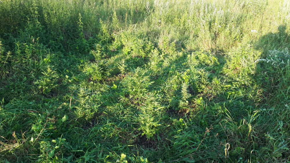 image.thumb.png.9e9563a168c067f66b997042ba813185.png