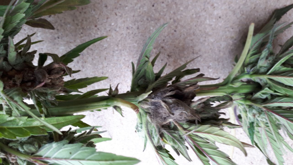 image.thumb.png.b8777d057aef100cd5038c6b4e6bb581.png