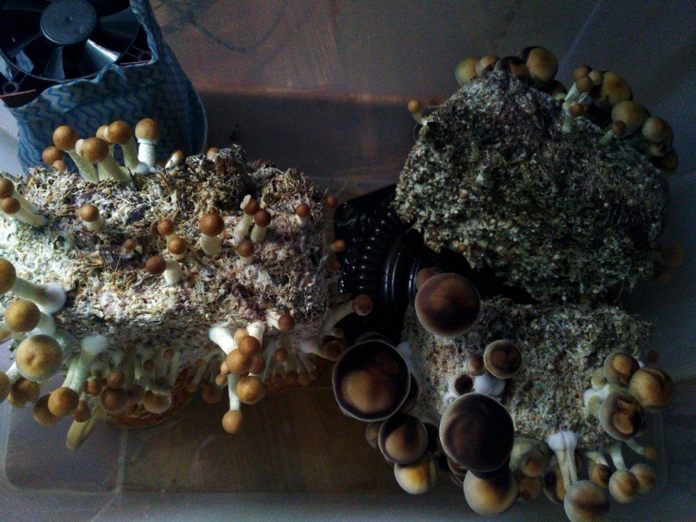 photo_2019-07-03_16-39-03.thumb.jpg.743829f4f2525afdc588d29c05d518e2.jpg
