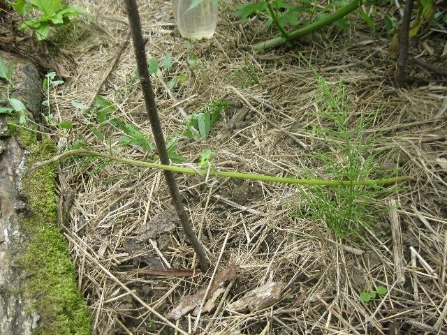 tmp-cam-1868351113.thumb.jpg.35feb3429b295e247325d3c18db8078c.jpg