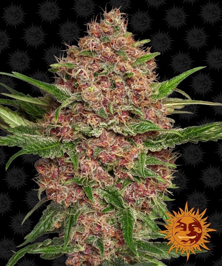 purple punch auto (1).jpg