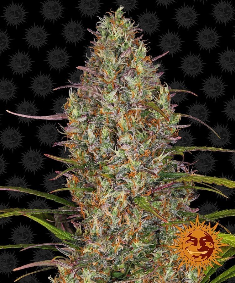 glue gelato auto (1).jpg