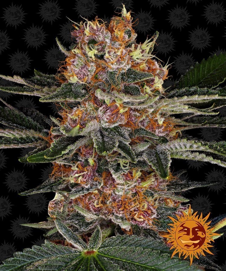 purple punch (1).jpg
