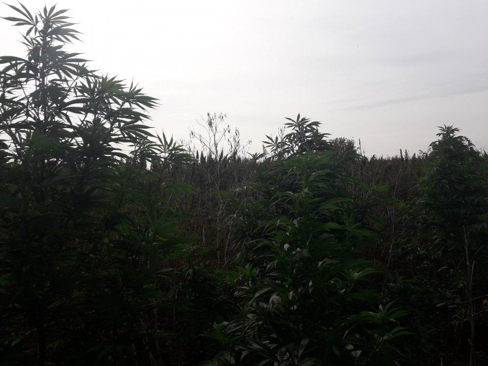 20190804_090431.jpg