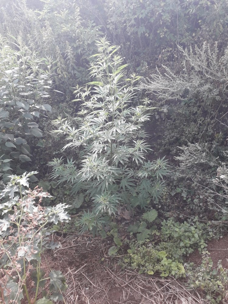 20190804_091119.jpg