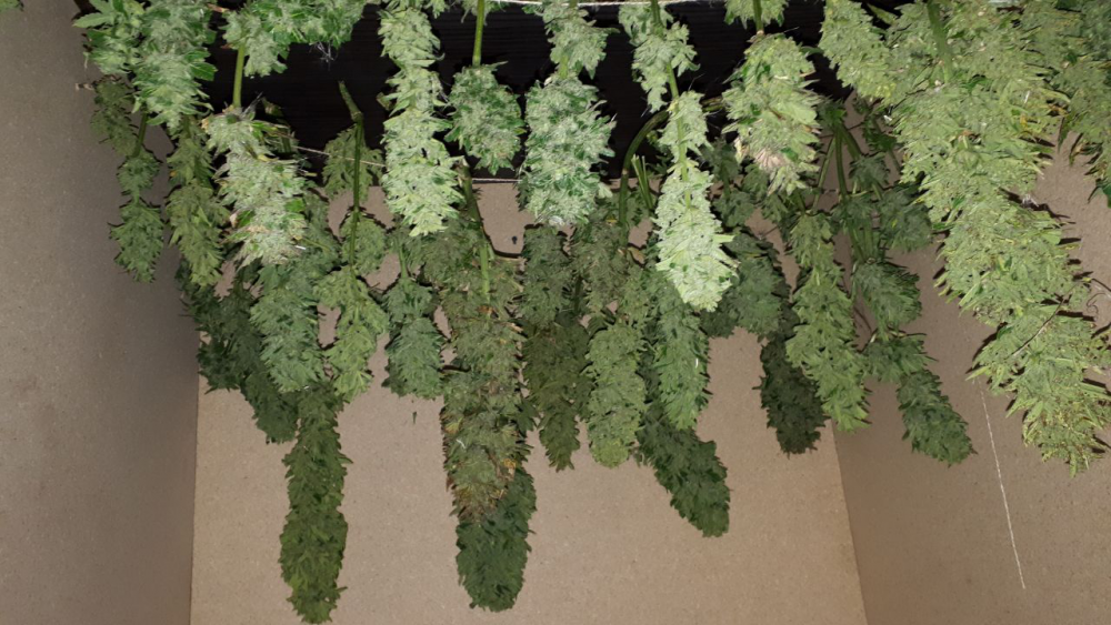 image.thumb.png.175871b4d29cf729c23b05752b2e1c1e.png