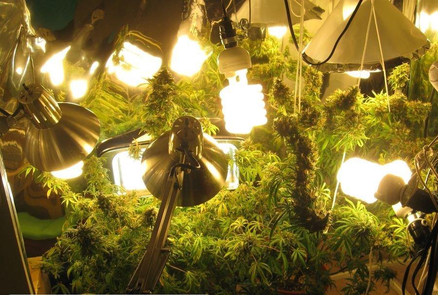 как сделать освещение для марихуаны