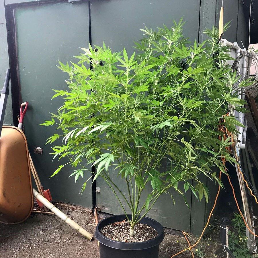 Как выращивать коноплю в дома со скольки грамм марихуаны уголовная ответственность