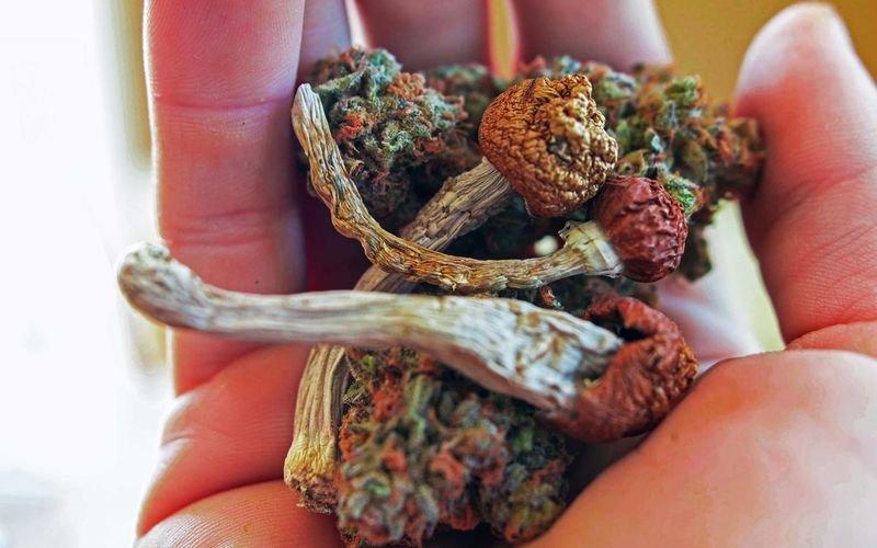 Марихуана грибы закон болгарии о марихуане