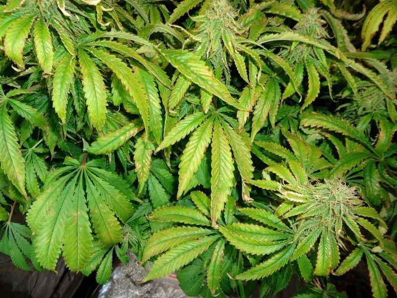Выращивание марихуаны желтеют листья таблица конопля