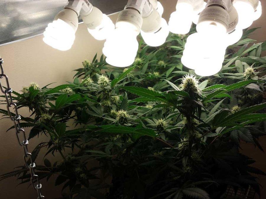 какие нужны лампы для выращивания марихуаны