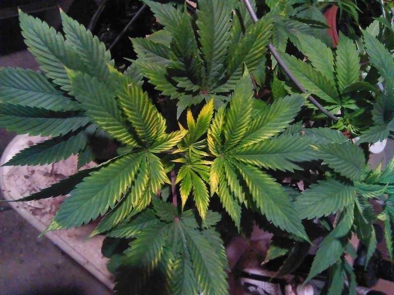 почему пожелтели листья марихуаны