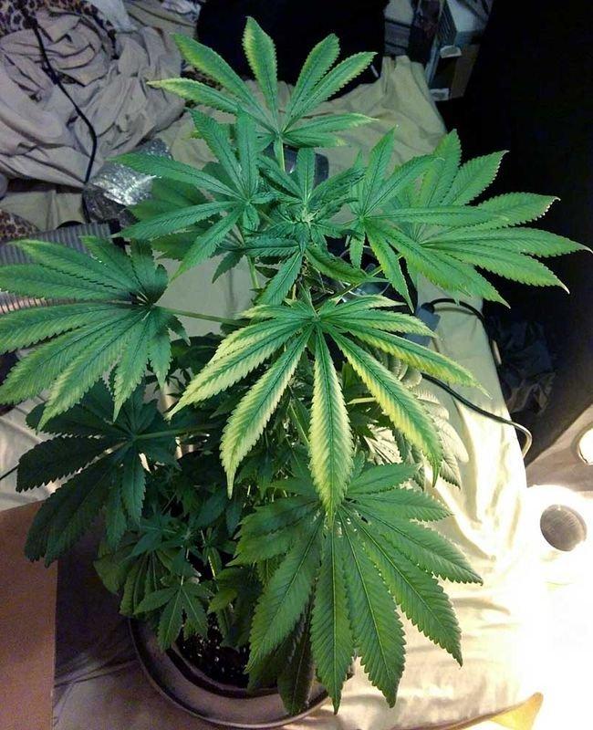 почему пожелтели листья марихуаны