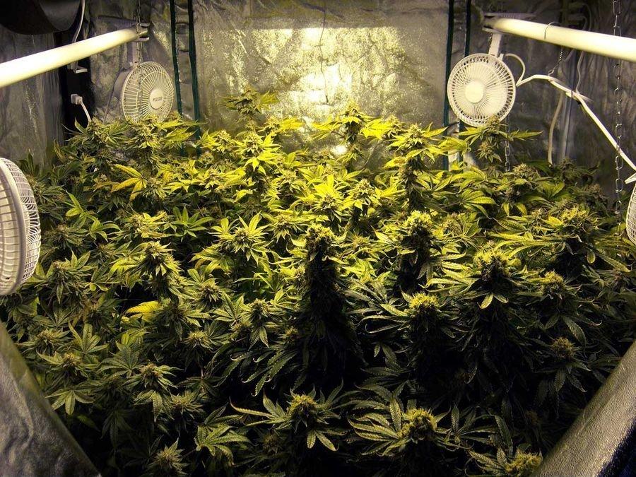 лампы выращивания марихуаны