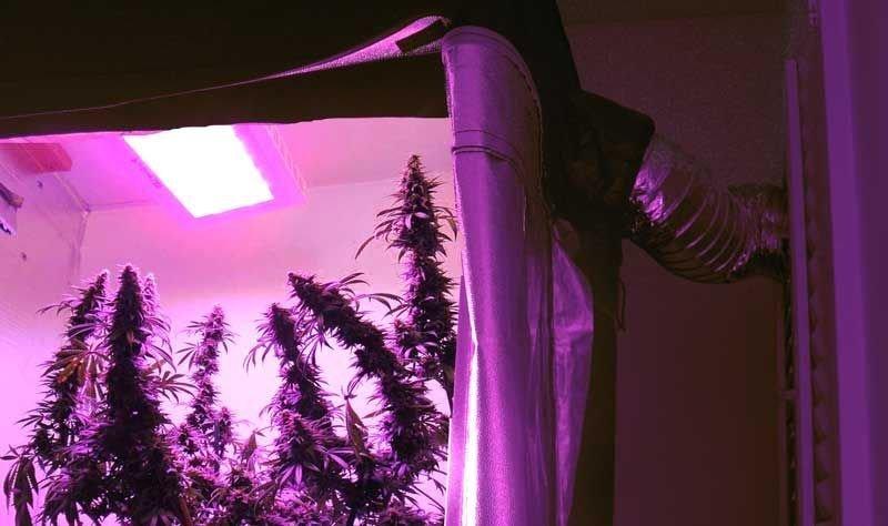 Лампы для цветения марихуаны скачать мп3 линда марихуана