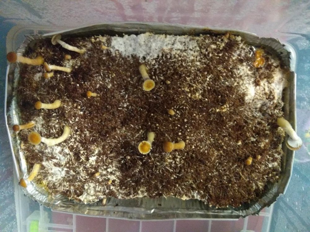 изображение_viber_2019-09-06_19-36-26.jpg