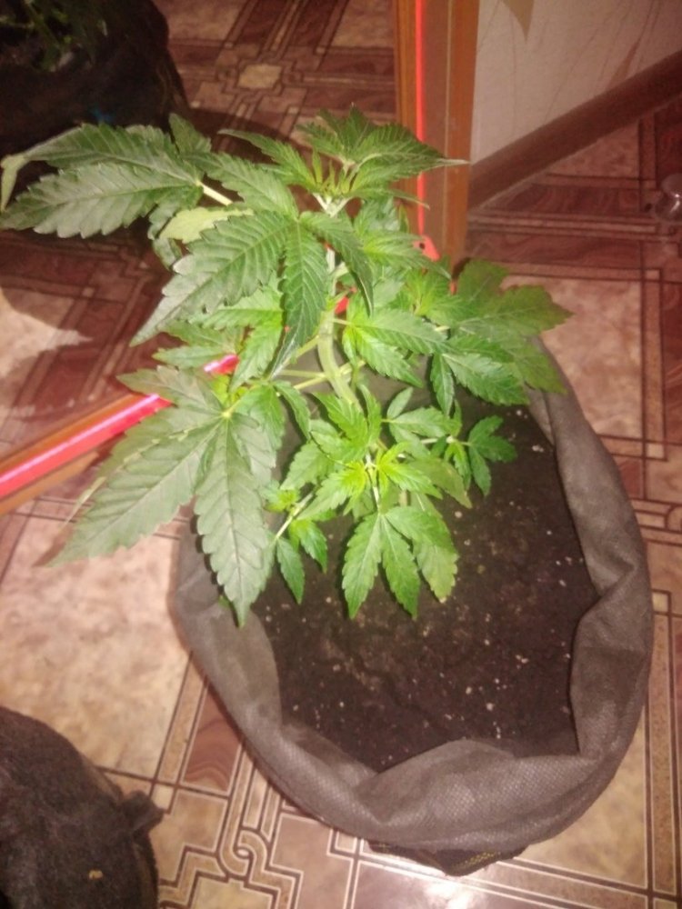 первый куш.jpg