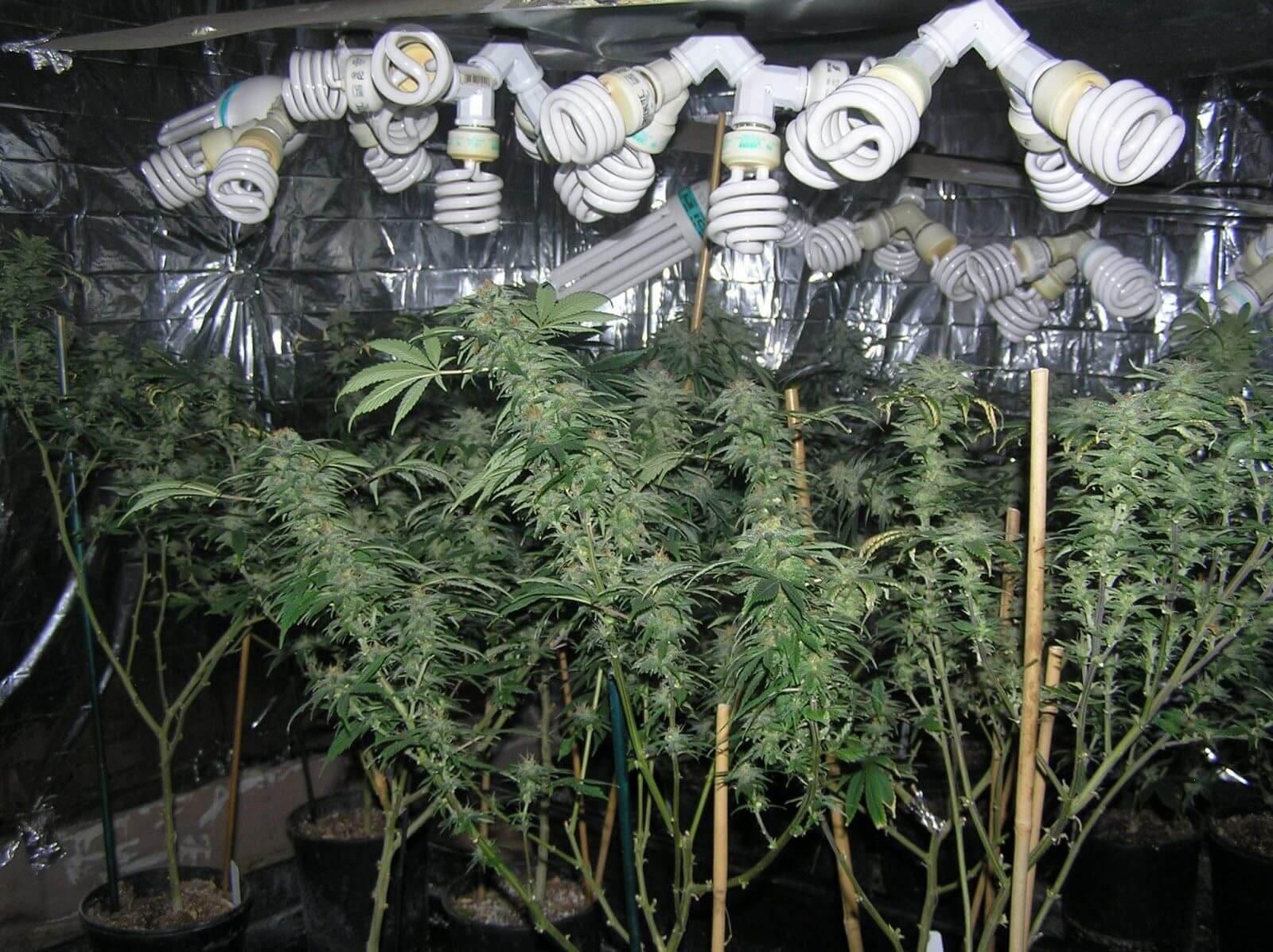 выращивание марихуаны под эсл