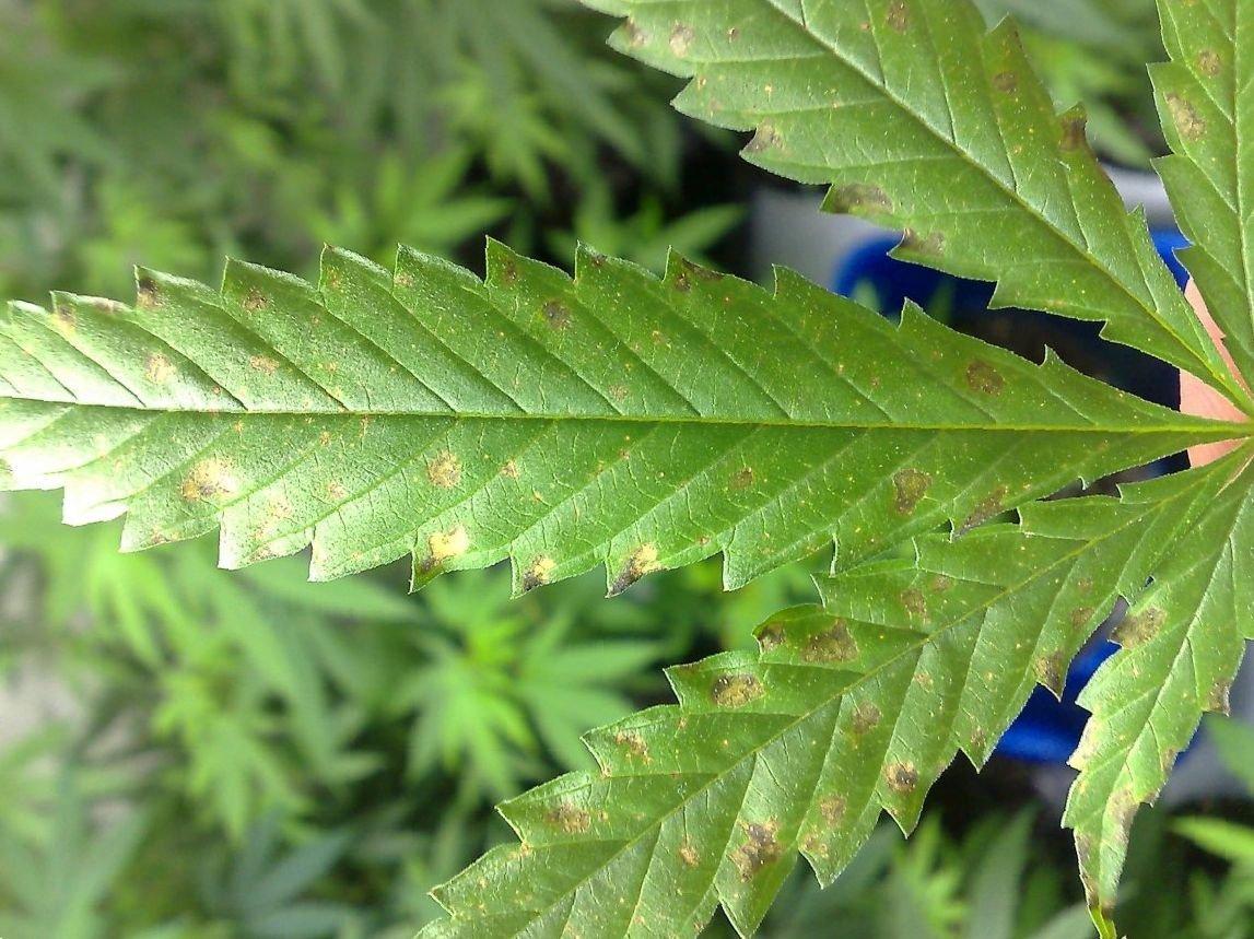 марихуана листья тонкие